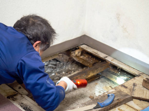Best Fast Mold Removal  in Haslet, TX