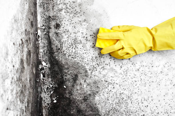 Best Mold Damage Repair  in Haslet, TX