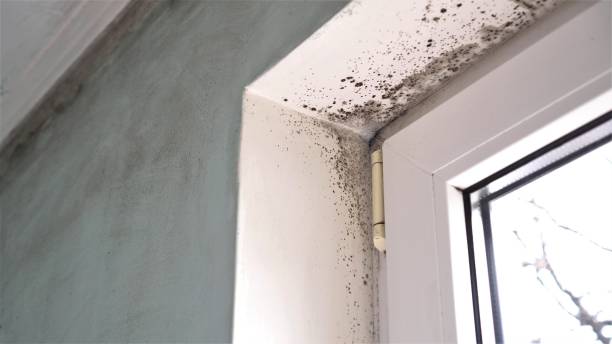 Best Local Mold Removal Service  in Haslet, TX