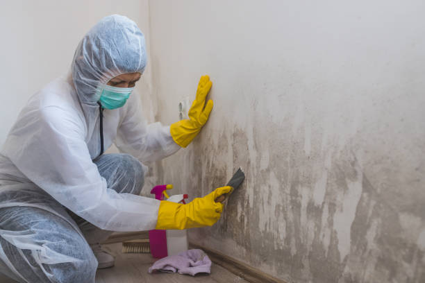 Professional Mold Removal in Haslet, TX