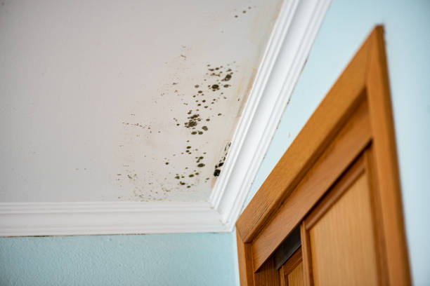 Best Certified Mold Removal  in Haslet, TX