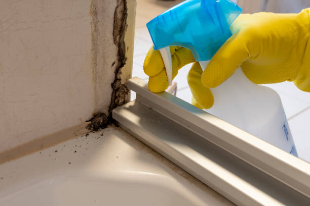 Best Commercial Mold Removal  in Haslet, TX