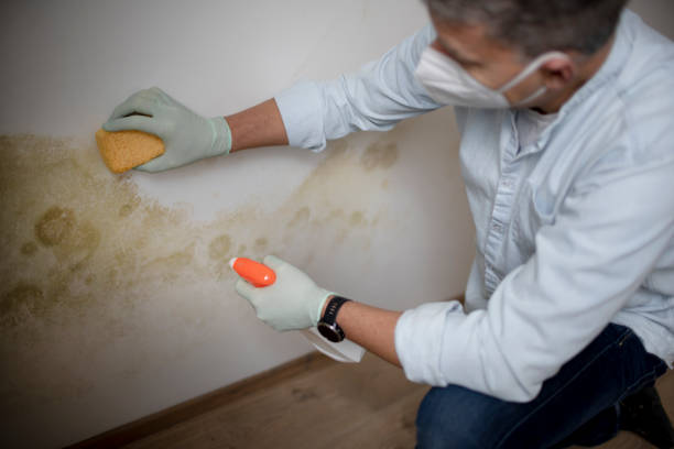 Best Black Mold Removal  in Haslet, TX