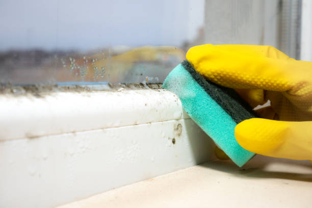 Best Mold Cleaning Services  in Haslet, TX