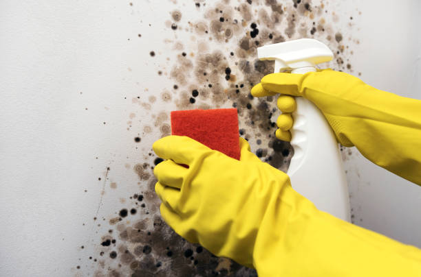 Office Mold Removal Services in Haslet, TX