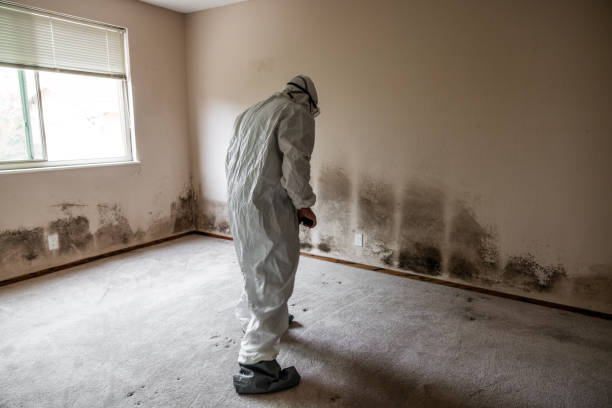 Mold Removal Process in Haslet, TX