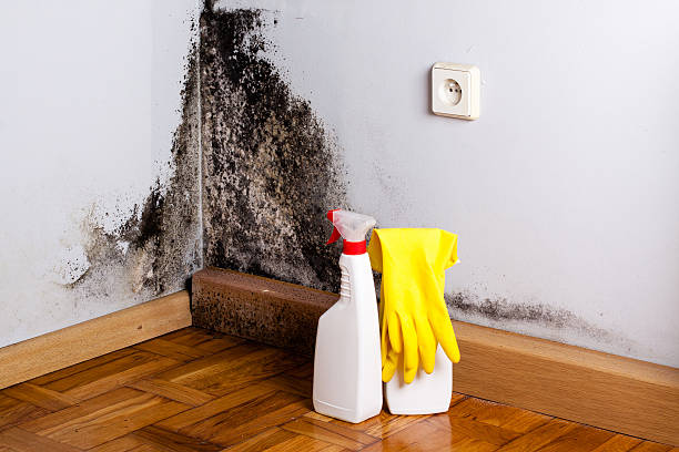 Best Office Mold Removal Services  in Haslet, TX