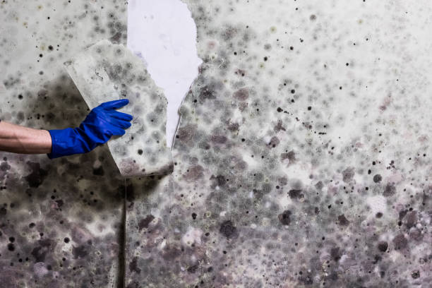 Best Affordable Mold Removal  in Haslet, TX