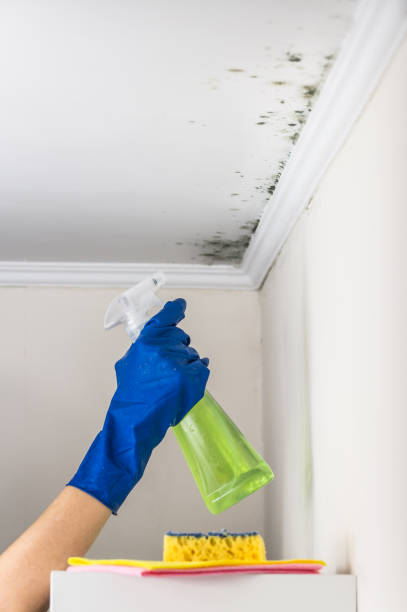 Best Emergency Mold Removal  in Haslet, TX