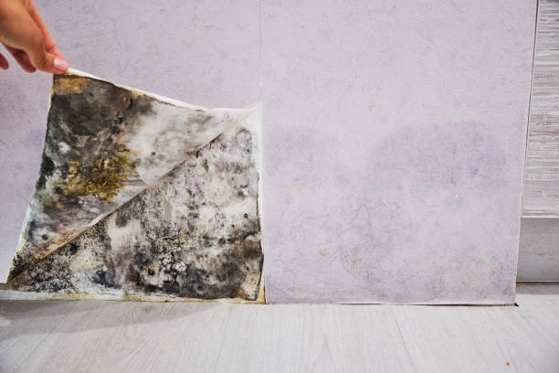 Best Mold Removal Company Near Me  in Haslet, TX